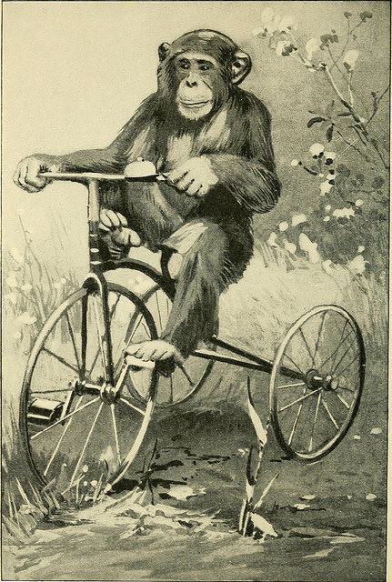 Drawing of a chimp riding a tricycle